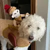 Phoebe Hoffman - @pugsanddoodles - TikTok