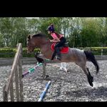 Phoebe Long🇬🇧 Ifb 😆1k🥳 - @foxshowjumping - Instagram