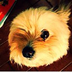 Phoebe McPherson - @phoebe_is_a_dog_09 - Instagram