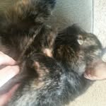 Phoebe Morse - @phoebethetortie - Instagram