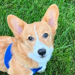 Phoebe the Corgi - @phoebeperezfry - Instagram