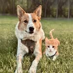 Perry - @perry_and_phoebe - Instagram