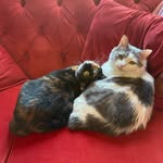 Phoebe & Perry 🩷 - @tails.of.phoebeandperry - Instagram