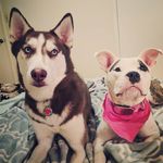 Phoebe Perry - @pheebs.the.rescue.pup - Instagram