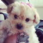 Phoebe 🐶 Reynolds - @phoebe__reynolds - Instagram