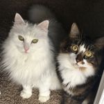 Phoebe & Riley 🐾 - @phoebe_and_riley_thecats - Instagram