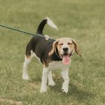 Phoebe Riley - @phoeberileybeagle - Instagram