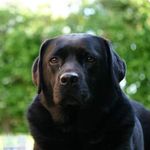 Phoebe Riley - @phoebe.the.black.lab - Instagram