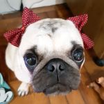 🐶🐾🐶 - @phoebe_and_rochelle - Instagram
