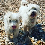 Phoebe, Ross and Friends - @three_muskets - Instagram