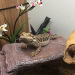 Phoebe Sinclair - @reptiles143 - Instagram