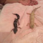 Phoebe Sinclair - @learpard_geckos_ - Instagram