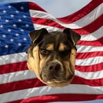 Phoebe Sullivan - @phoebe_sullivan_dog - Instagram