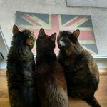 Three cats - @phoebe_tipton_misha - Instagram