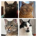 Ariel/Rusty/Phoebe/Vincent 🐱 - @onegirlandhercats - Instagram