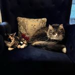 My Cats Vincent and Phoebe - @vincentandphoebe - Instagram