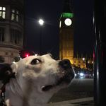 Phoebe Dog Vincent - @phoebe_the_staffy - Instagram