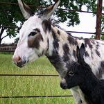 Phoebe Vincent - @donkeyflea - Instagram