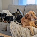 Tryfan, Wyatt, Phoebe - @tryfan_wyatt_phoebe.vt - Instagram