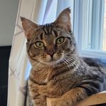 Phoenix | Brown Tabby | Rescue | - @phoenix.the.fire.princess - Instagram