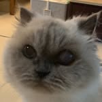 Phoenix - @phoenix__chen - Instagram