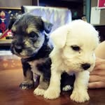 Phoenix Salazar - @baxter_rocky_taketheworld - Instagram