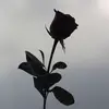 Phoenix Wong - @30969358673 - TikTok