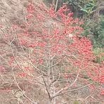 Phong Hang - Facebook