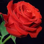 phong thach - @thach.song.526 - Instagram
