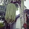 Phung Cao - @phung.cao90 - TikTok