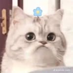 Phùng Diệp - Facebook