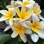 Pto Pto - @phung.to - Instagram