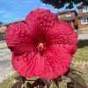 phung_van_ - @phung_van_ - TikTok