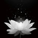 Phuoc Thach - Facebook