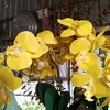 phuoc.van.67 - @phuoc.van.67 - TikTok
