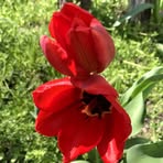 Phyllis Bates - Facebook