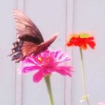 Phyllis Becker - @phyllis.becker.56 - Instagram