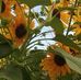 Phyllis Berg - Facebook