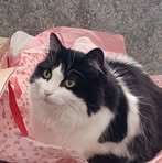 Phyllis Bergmann - Facebook
