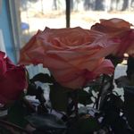 Phyllis Brock - @phylnb - Instagram