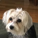 Phyllis Bruno - @josie.themorkie - Instagram