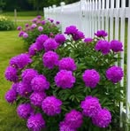 Phyllis Buckley - Facebook