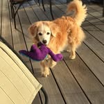 Phyllis Lees-Buckley - @leesbuckley - Instagram