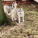 Phyllis Busch - @chowasse1 - Instagram