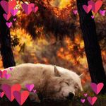 Phyllis Massa-Busch - @huskyslady - Instagram