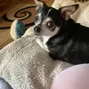 phylliscesarecard - @phylliscesarecard - TikTok