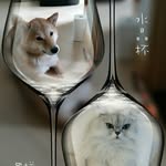Phyllis Choi - @phyllis_meme_coco - Instagram
