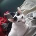 Phyllis Coates - Facebook