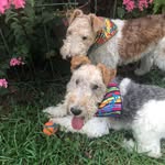 Phyllis Corr - @cavcor_kennel - Instagram
