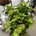 Phyllis Coulter - @siddy3419 - Instagram